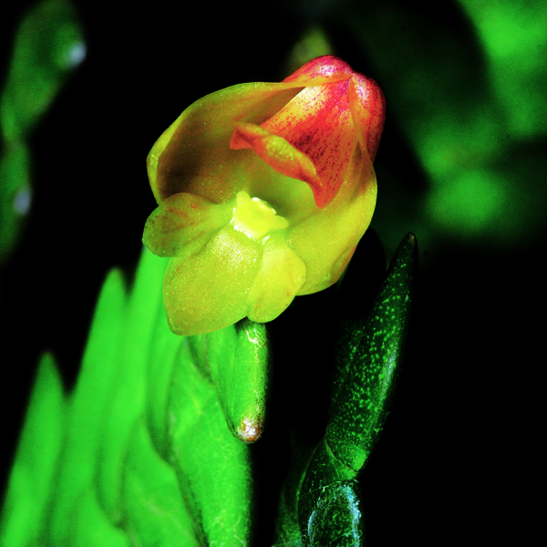 เอื้องตะขาบใหญ่ Dendrobium leonis (Lindl.) Rchb.f.<br/>ORCHIDACEAE